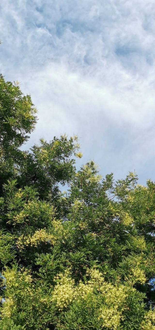 炽热|大暑：炽热炼心 清风自生