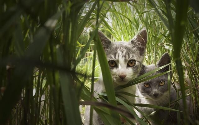  多变环境|多变的环境会让猫压力大