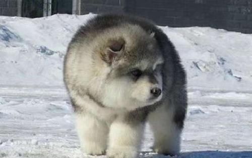 阿拉斯加|阿拉斯加宝宝组团开展「萌攻」圆滚滚模样一下就攻陷人心