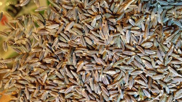  毒品|孜然是毒品吗？孜然吃多了会上瘾吗