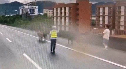  车辆|五头黄牛闯上高速，过往车辆纷纷避让！交警发“寻主启事”！