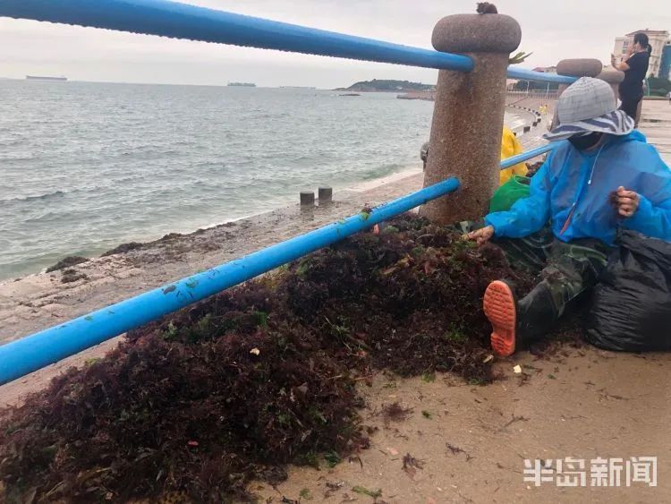 降水|青岛澳门路海边风大浪急，仍有人顶着大浪捞海冻菜