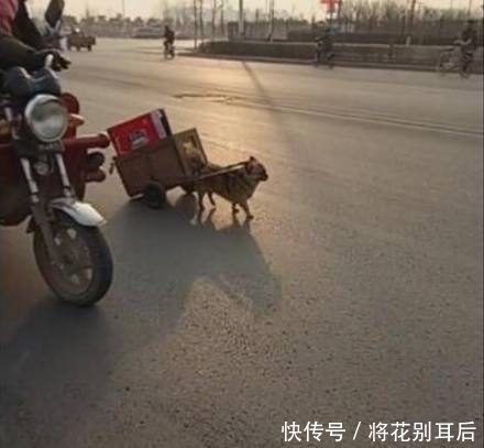 帮主|狗狗帮主人捡废品卖，自己拉着小车回家，乖巧又懂事！