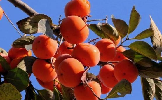 大规模|柿子大规模脱落，只因树上生白蚧，农村4条防治技术轻松搞定！