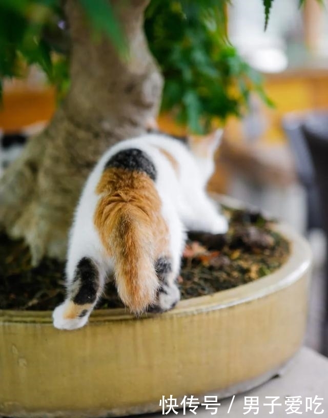  前来|观复猫天团上新，米麒麟前来报道啦