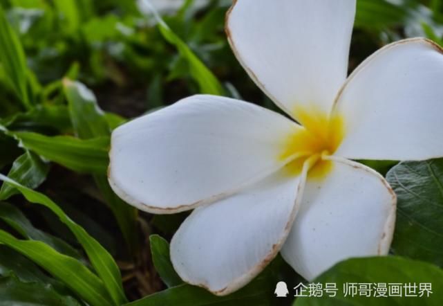  运势|八月开始：运势急上，洪福齐天，成功逆袭的生肖