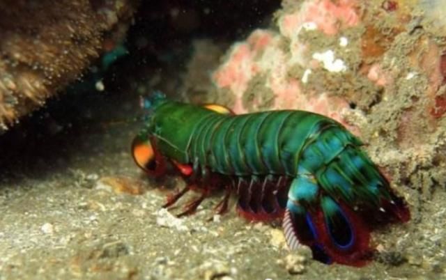 鱼缸|世界上最厉害的虾，运送需要防弹鱼缸，堪称打遍海洋无敌手！