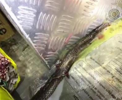  棕色蛇|澳27岁男子超速原因太惊恐，边开车边用刀和缠在膝盖上的毒蛇斗争