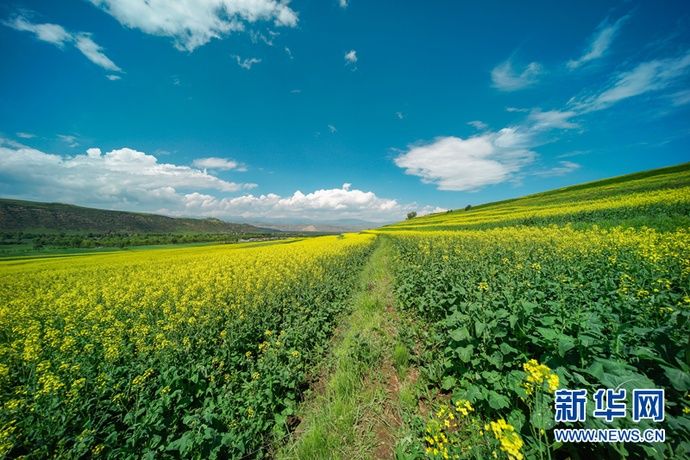  梯田|【视频】快去打卡！西宁绝美梯田花海