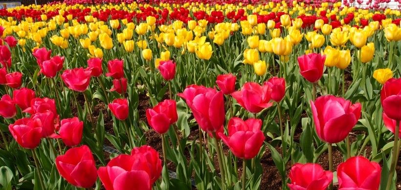  爱情|四大生肖在未来十天，迎桃花好彩头，得月老牵线，爱情甜蜜美满！