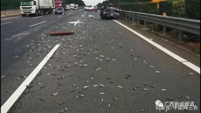  路面|皮卡车突然爆胎四轮朝天，27000尾鱼苗在高速路面被“烤”成鱼干