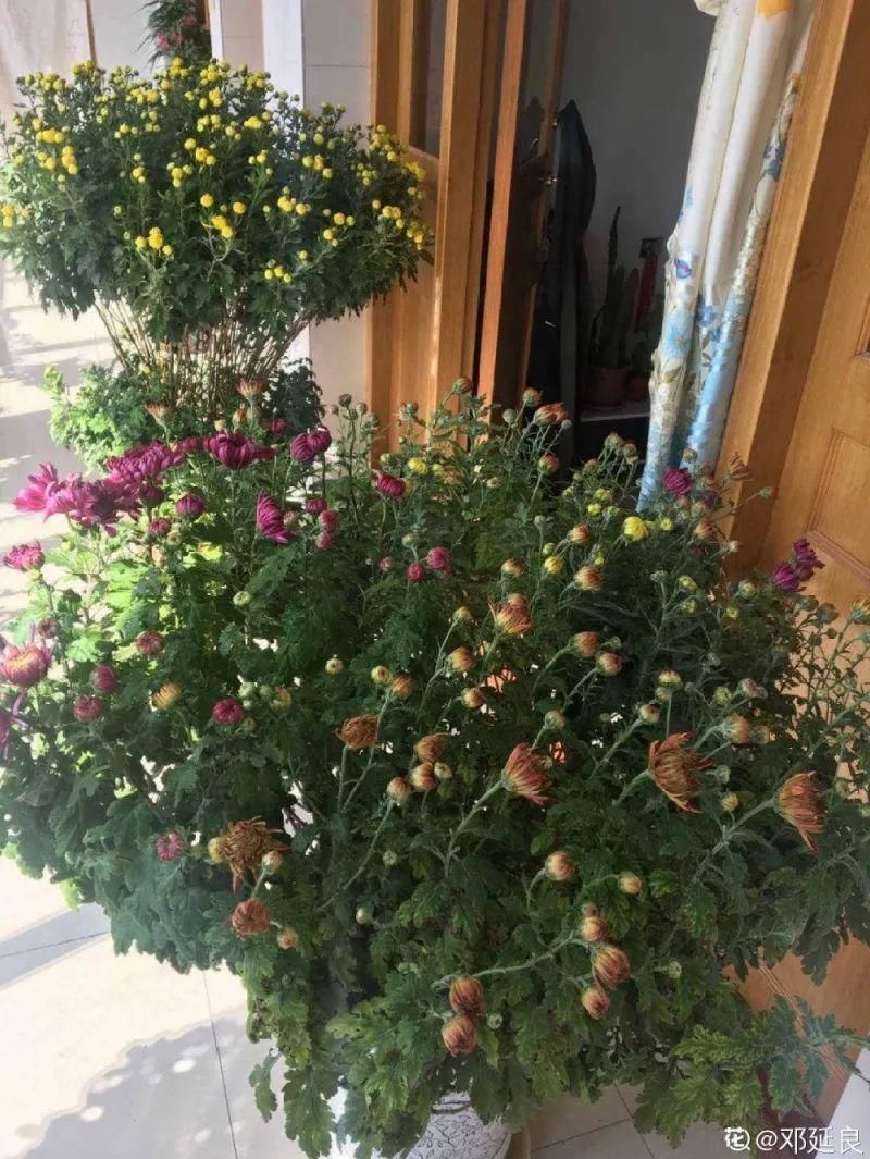 养成|最大的长寿老桩,7年时间,养成盆景!