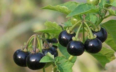  卖到|农村路边不起眼的黑豆，却被卖到18块一斤，殊不知现在都抢着种植