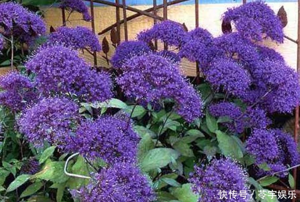 真心|此花的花语是热烈想念、一往情深,很适合表白,含蓄又不失真心!