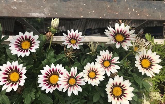  太阳|适合懒人养的盆栽花—勋章菊，周年开花，耐热也耐寒，南北都能种