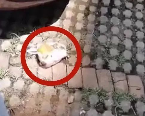  小票|天降西瓜皮险些砸中小孩，民警凭购物小票找到肇事者