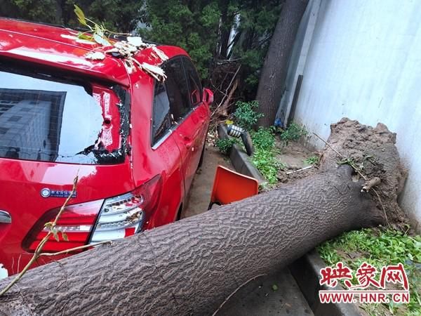  大雨|一夜大雨小区大树连根拔起 奔驰车“很受伤”