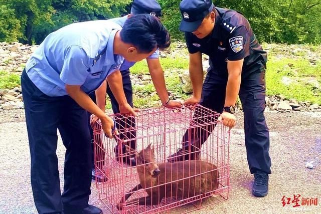  动物|国家“三有”保护动物毛冠鹿误闯农家院受伤 森警秒变医生及时救治