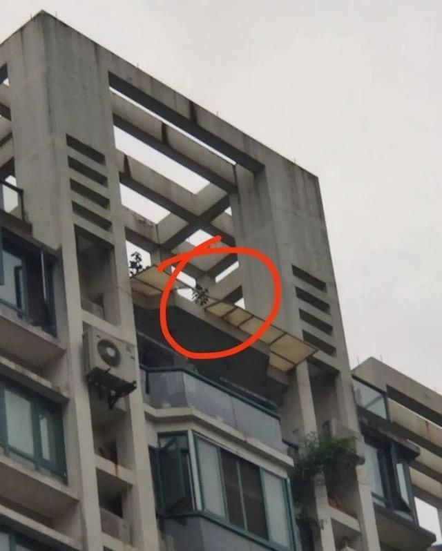  老伴|老伴吓得双腿发软！杭州退休大伯楼顶露台种菜，差点掉下11楼