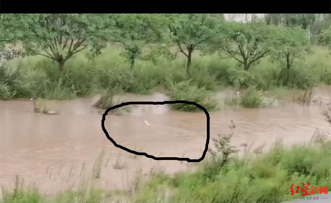  救回|母爱伟大！狗宝宝被困岷江洪水中 狗妈妈多次跳江拼命救回