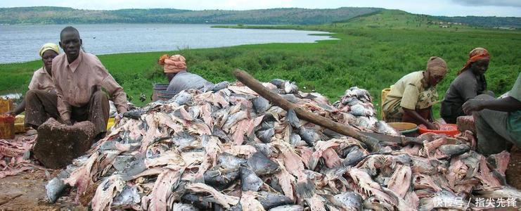 东西|非洲人：我们情愿饿着也不吃的东西，为何在中国那么火？