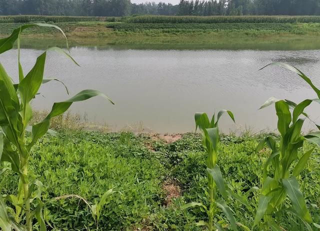  电动车|悲剧！3男孩野游溺亡，其中一孩子下水前打电话：他俩在水里扑腾，我去救