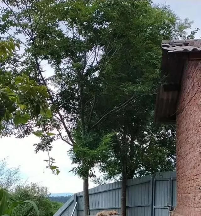 出场|记者深入调查:楚雄市被抓的流浪犬哪去了?