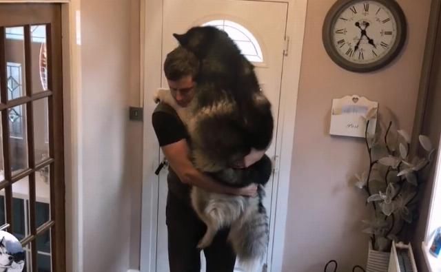 它时|网友刚要给胖狗称体重,结果就不见了,找到它时却笑翻了