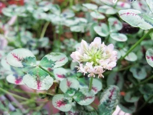 变异|这花被人工培育了，叶子变异后，可以这么美！