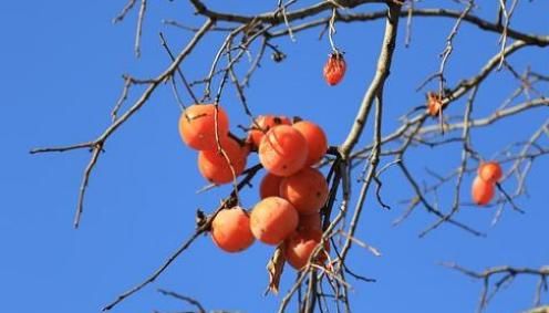 大规模|柿子大规模脱落，只因树上生白蚧，农村4条防治技术轻松搞定！
