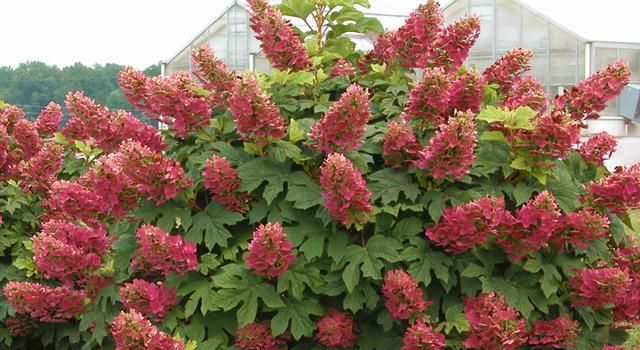  修剪|托尼老师教您修剪绣球花，记住简单两点，拿剪刀的手再也不抖啦