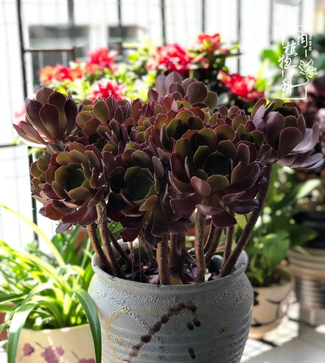  遇上|遇上多肉，遇上美好，情不知所起，一往而深！