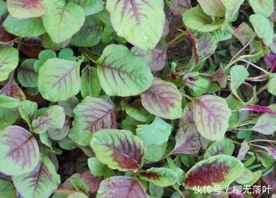 野菜|它是野菜虽不起眼,营养却不输正牌蔬菜