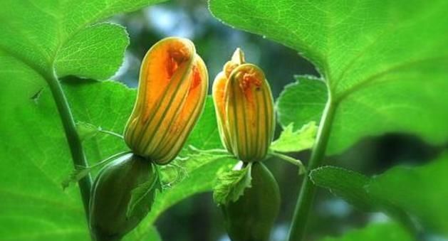  长寿|想长寿要会吃，常吃3种食物，排毒护肝，刮油消脂，增强抵抗力