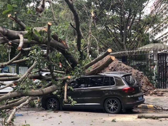  犯罪嫌疑人|80％车主不了解：“天灾人祸”致车损这样报案可全赔，一种情况请迅速报警