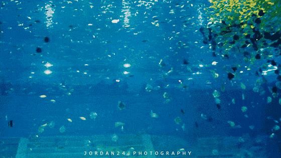  汉海海洋公|晒旅游精品 · 晒文创产品丨来一场畅游巴南都市乐园之旅