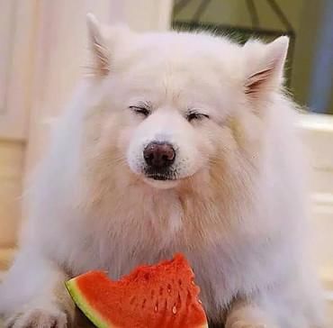 独食|萨摩耶为了吃到独食，西瓜到手后埋头狂吃，猫咪旁边看的一脸懵