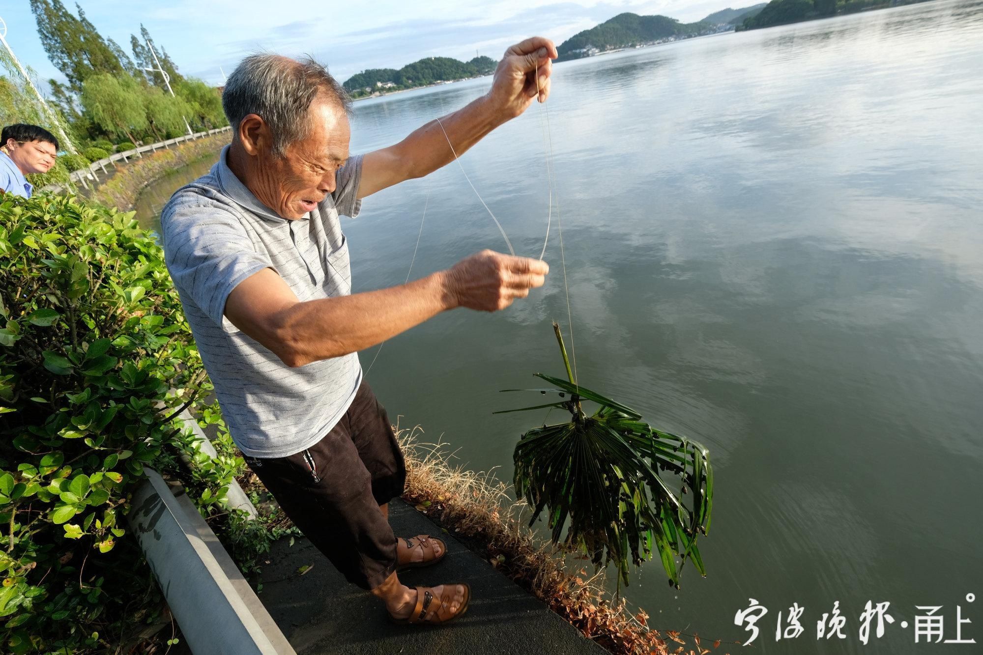 宁波|宁波东钱湖人的老法子 用棕榈树叶“下”蛳螺你可见过？