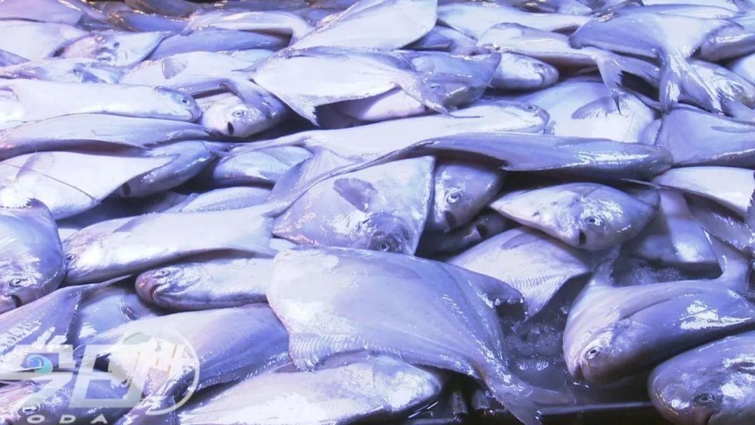 大鱼|青岛海鲜市场现一米多长大鱼！很多老青岛都不认识……