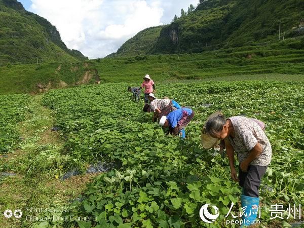 变化|沿河夹石镇：干群勠力同心 打好脱贫“组合拳”