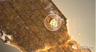 污染|塑料污染对海草床的影响 绿会生态修复工程研究