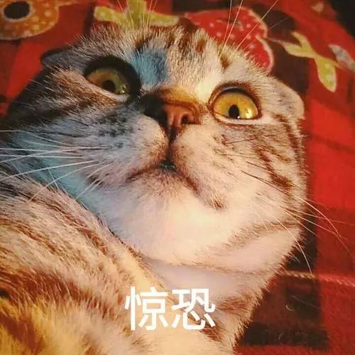 大蛇|你家里进过“大长虫”吗？胆小者勿进！