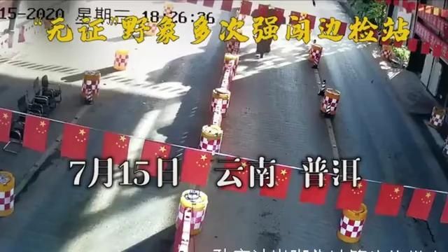  豪横|普洱江城野象豪横过卡 警察蜀黍也得让路