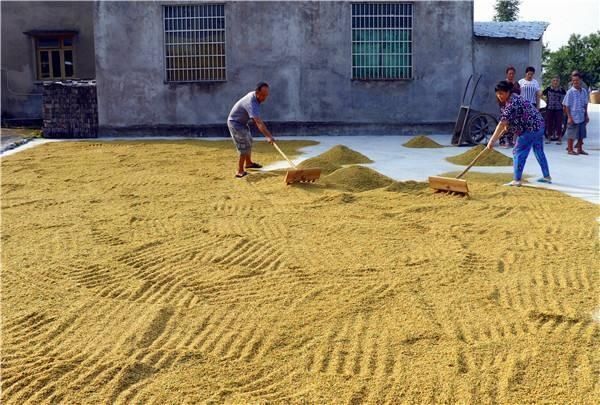 家里面|农村俗语：“晒谷不晒米，晒米亏不起”什么意思？有道理吗？