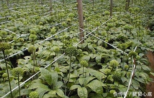 莫慌|立秋后,晚上睡眠不佳,莫慌!多用此物泡水,镇静安神,早知早好