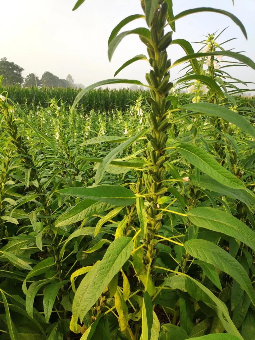  芝麻|芝麻病虫草害防治技术！简单实用！！