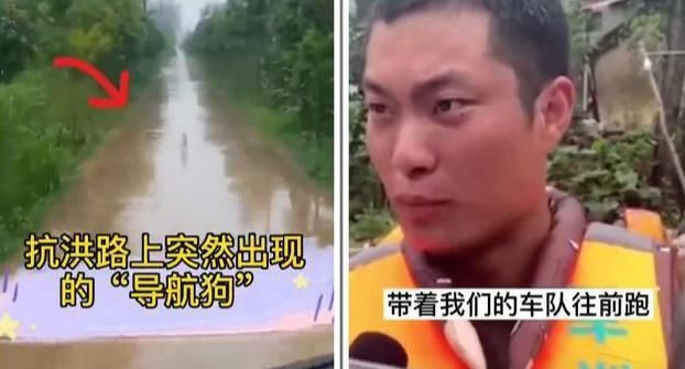  导游|抗洪救灾中的“英雄狗”，这次替土狗洗白了，化身导游替部队领路
