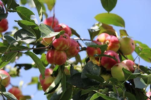 日本|古代苹果不叫“苹果”，而是有一个很唯美的名字，日本至今还在用