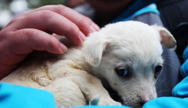  狂犬|人被狗狗咬伤以后，如果不打狂犬疫苗，会不会死？