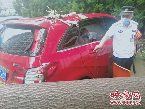  大雨|一夜大雨小区大树连根拔起 奔驰车“很受伤”